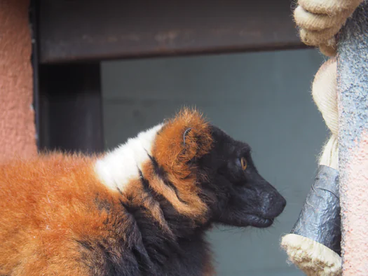 Pairi Daiza (Brugelette, Belgium)